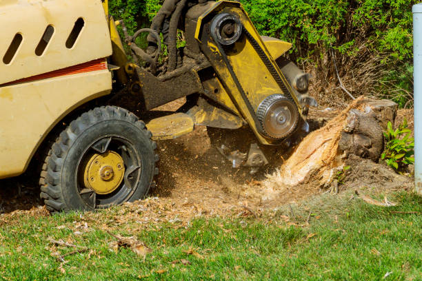 Best Tree Risk Assessment  in Gothenburg, NE